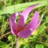 1109F 195 Reiherbach Tal